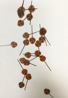 Active enzyme chip.jpg